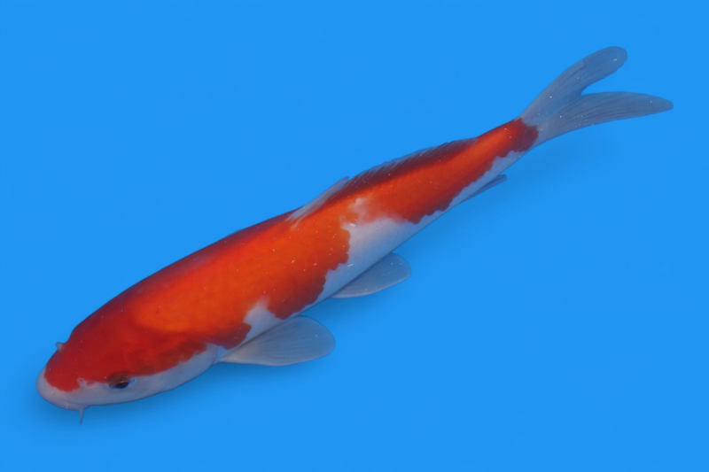 紅白25cm - 錦鯉販売・通販 新潟 山古志 | 綾 Koiファーム | AYA KOI